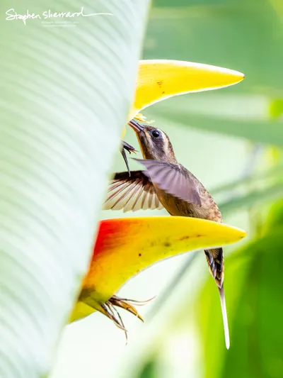 Hummingbirds of Costa Rica